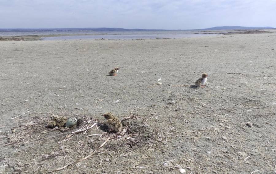 BASSIN DE THAU - Des oiseaux rares nichent sur les tocs ! : Appel à la vigilance sur la lagune !