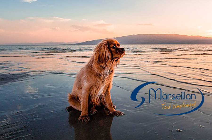 MARSEILLAN - L'accès des chiens tenus en laisse est autorisé dans trois plages de Marseillan.