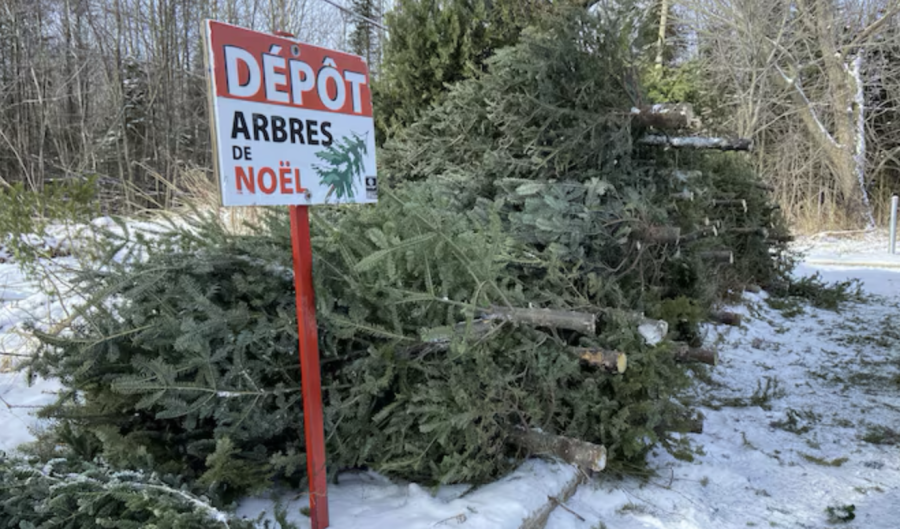 MARSEILLAN - Recyclez vos arbres de Noël ! Quatre de points de collecte sont mis en place à Marseillan !