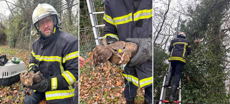 Montpellier - Les pompiers au secours d'un rapace pris au piège