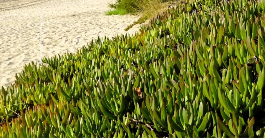 MARSEILLAN PLAGE - Invasives et comestibles : une balade entre menace et gourmandise