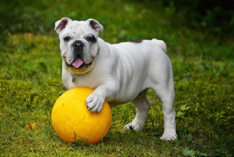 OCCITANIE - Occitanie : Le classement des villes où il fait bon vivre avec son chien en 2025