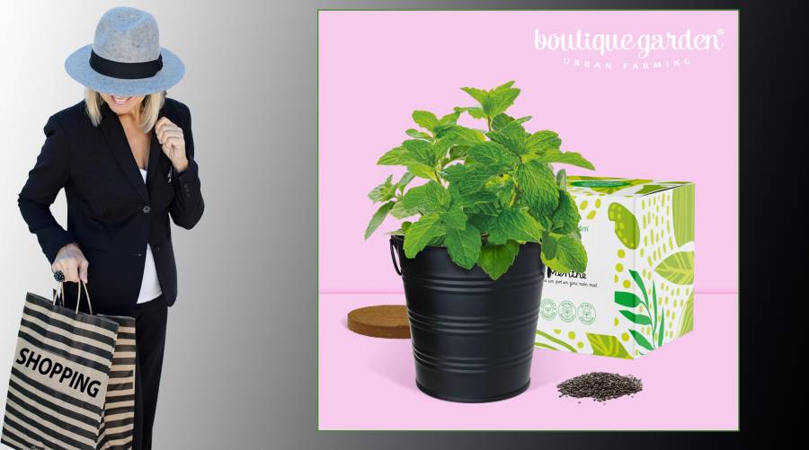 Boutique Garden - Pot prêt à pousser menthe, pot zinc noir mat