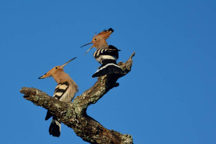 Gard - Fête de la nature de Cros - Le plein d'animations gratuites pour tous