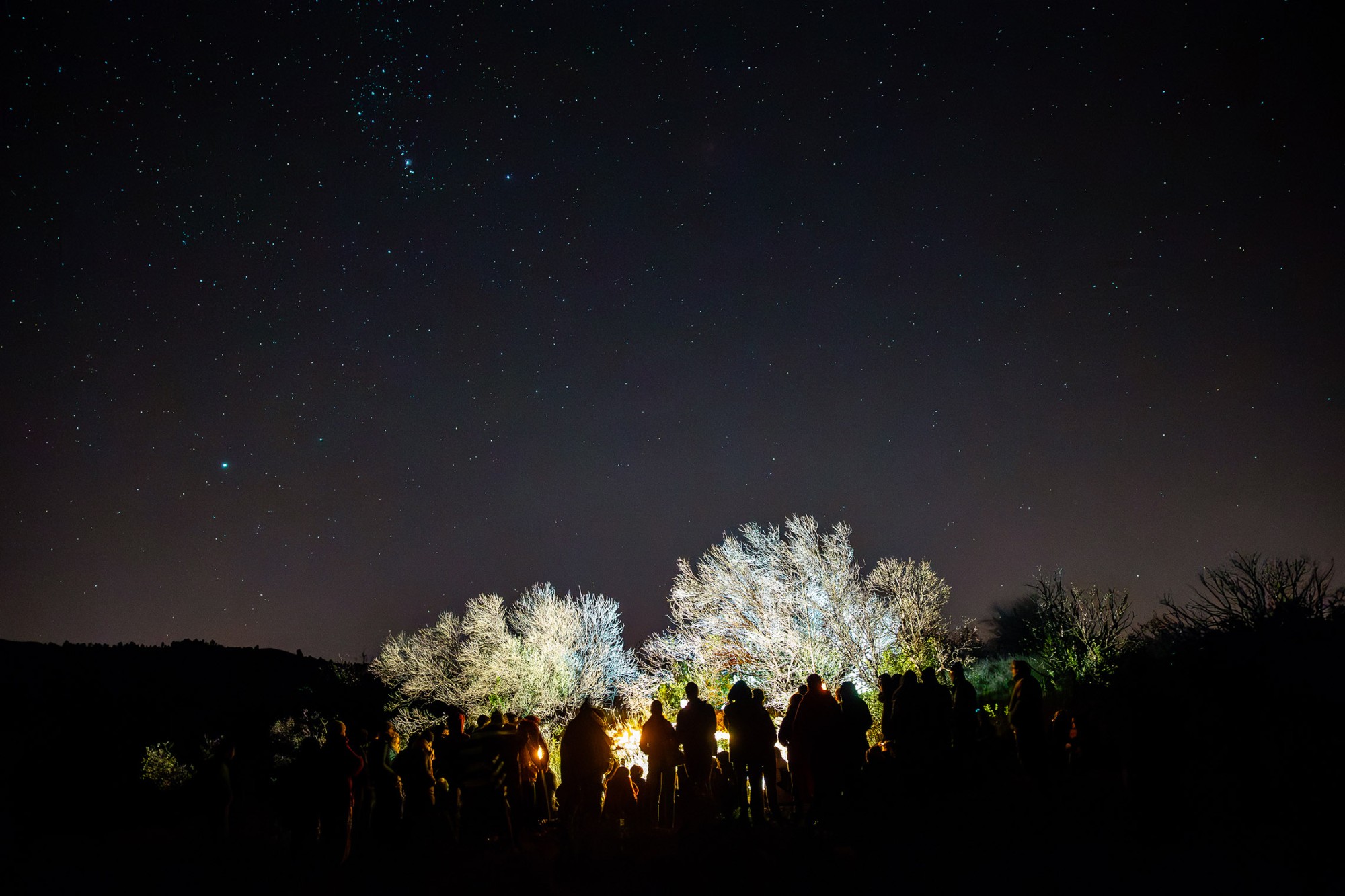 Mende - Croire aux Fauves - un spectacle en forêt sur le causse de Mende !