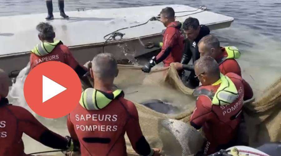 MARSEILLAN - VIDEO - Les diables des mers échoués sur nos côtes et dans l'étang de Thau secourus par nos anges gardiens !