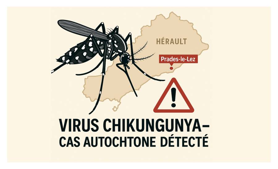HÉRAULT - Hérault en alerte : premier cas local de chikungunya détecté !