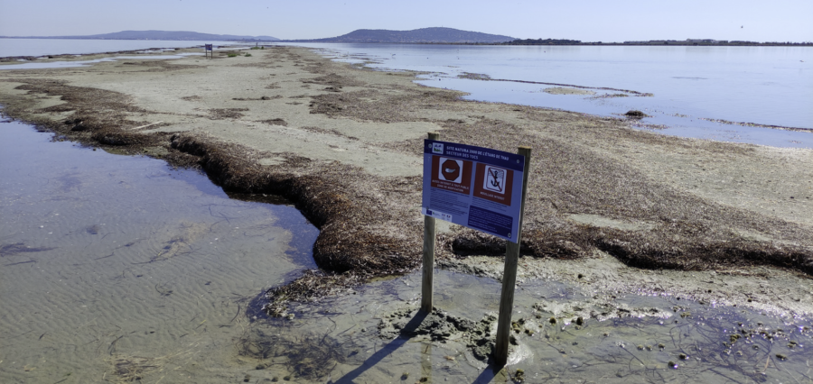 MARSEILLAN - TOCS DE THAU : Pose du balisage pour protéger une zone de nidification exceptionnelle